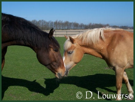 Foto 6 D.Louwerse